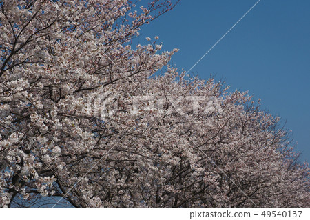 Spring image (Sakura flower) 49540137