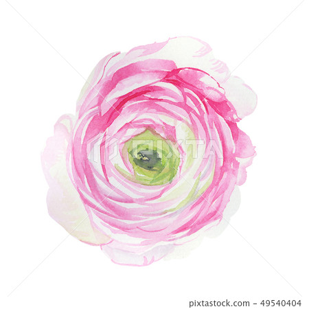 Elegant watercolor flowers 49540404