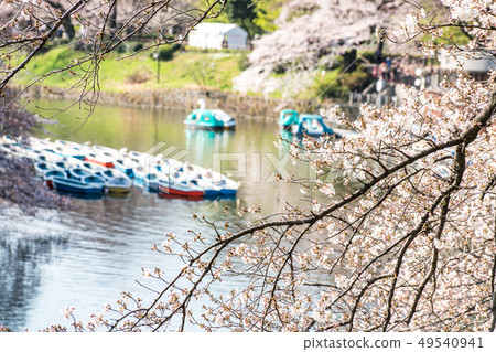 sakura, cherry blossoms, chidori ga fuchi 49540941