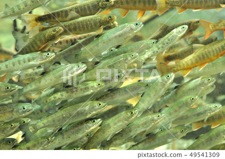 Flock of salmon fry 49541309