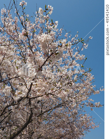 Spring image (Sakura flower) Spring image (Sakura flower) 49541410