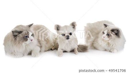 ragdoll cats and chihuahua 49541706