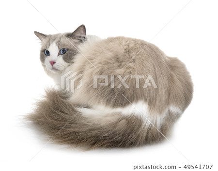 ragdoll cat in studio 49541707