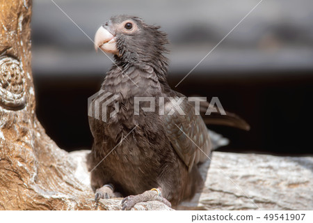 Exotic bird. Greater vasa parrot. Caracopsis vasa, perched on a tree branch. 49541907