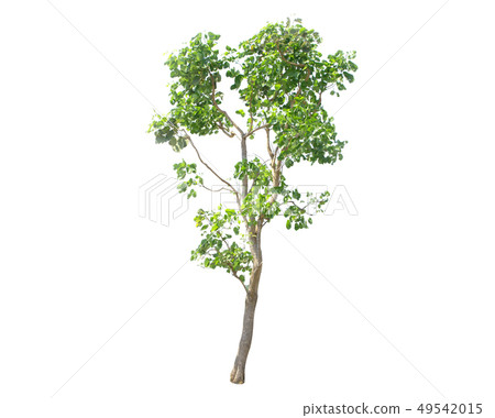 Syzygium cumini tree isolated on white Syzygium cumini tree isolated on white 49542015