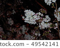 夜晚的櫻花 49542141