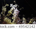 夜晚的櫻花 49542142
