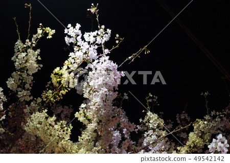 夜晚的櫻花 49542142