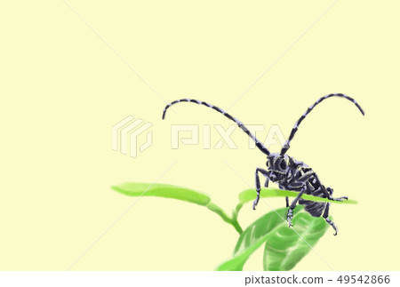 甲蟲夫人 甲蟲夫人 49542866