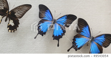 Ulysses butterfly Ulysses butterfly 49543054
