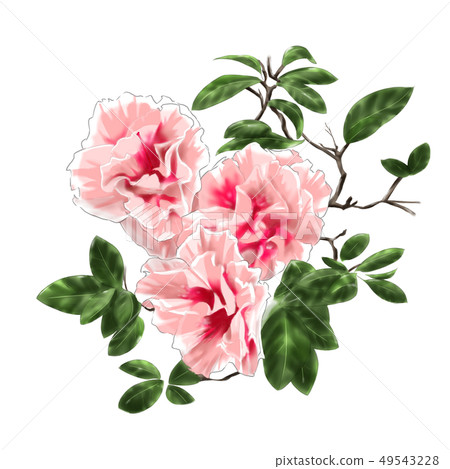 Azalea _ seasonal flowers _ spring 49543228