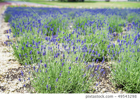 [Lavender field dark purple] 49543298