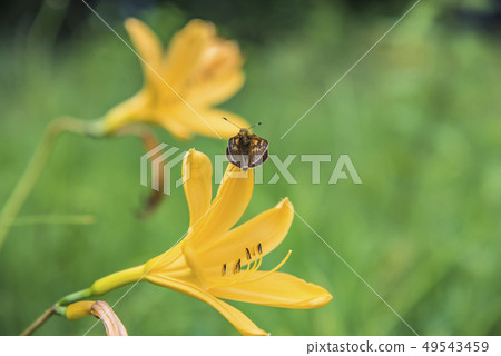 [Nikkouki butterflies] 49543459