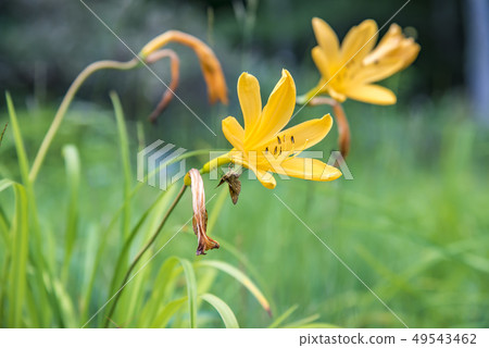 [Nikkouki蝴蝶] 49543462