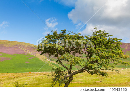 Tree in Latrigg overlooking Keswick and Derwent 49543560