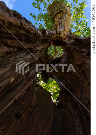 Sky view through hollow tree trunk, Keswick, Lake 49543568
