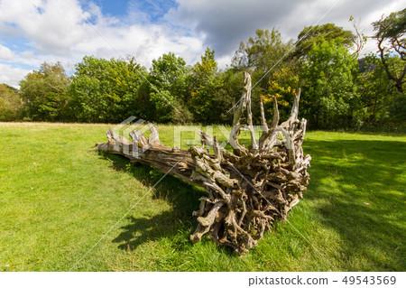 Old cut tree on a meadow in Keswick, Cumbria, UK Old cut tree on a meadow in Keswick, Cumbria, UK 49543569