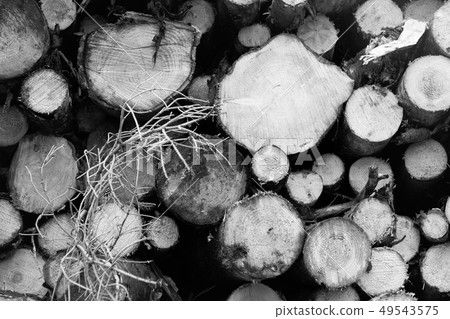 Cross section of stacked wood logs in black and Cross section of stacked wood logs in black and 49543575