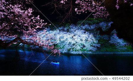 櫻花在晚上2 49544202