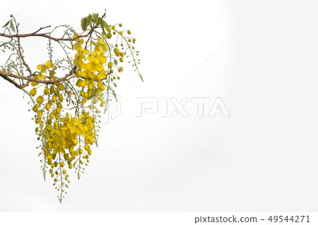Golden shower flower,cassia  fistula isolate on 49544271