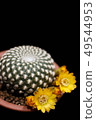 Flower of Sulcorebutia arenacea, cactus. 49544953