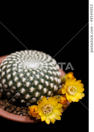 Flower of Sulcorebutia arenacea, cactus. 49544953