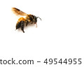 Dead bee on white background. 49544955