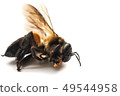Dead bee on white background. 49544958