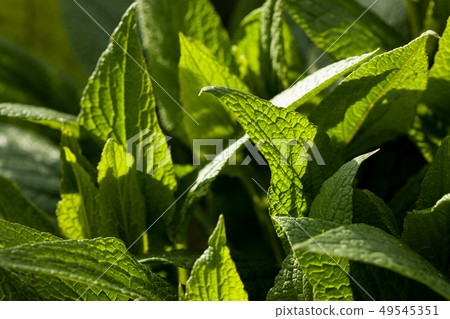 Green leaves in sunlight 49545351