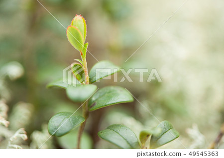 Lingon berry growing in the forest Lingon berry growing in the forest 49545363