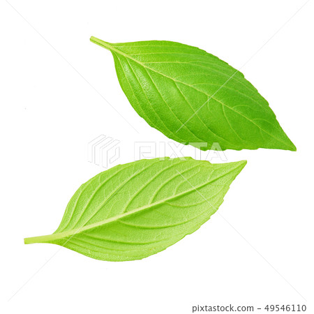 fresh green leaves isolated fresh green leaves isolated 49546110