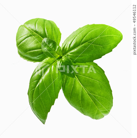 Fresh basil leaf isolated on white background 49546112
