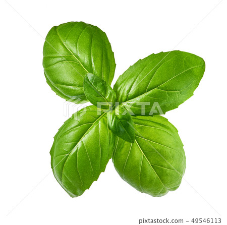 Fresh basil leaf isolated on white background 49546113