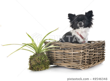 chihuahua in studio 49546348