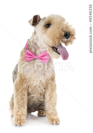 lakeland terrier in studio lakeland terrier in studio 49546356