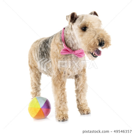 lakeland terrier in studio lakeland terrier in studio 49546357