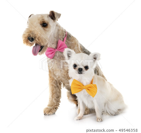 lakeland terrier and chihuahua lakeland terrier and chihuahua 49546358