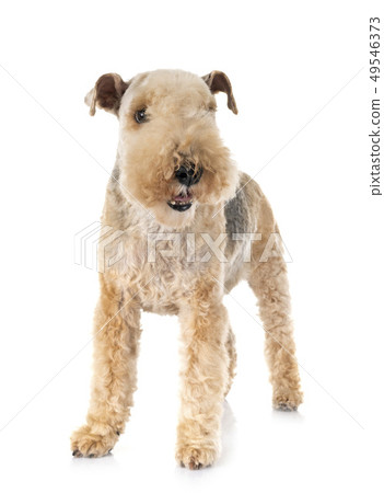 lakeland terrier in studio lakeland terrier in studio 49546373