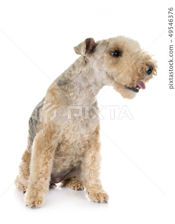 lakeland terrier in studio lakeland terrier in studio 49546376