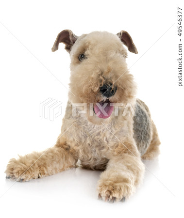 lakeland terrier in studio lakeland terrier in studio 49546377