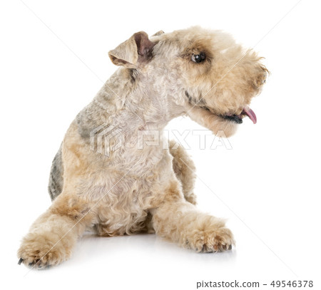 lakeland terrier in studio lakeland terrier in studio 49546378