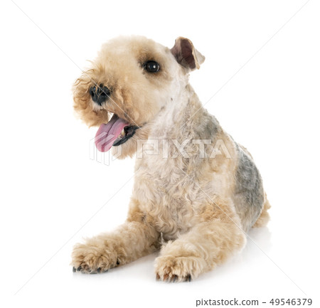 lakeland terrier in studio lakeland terrier in studio 49546379