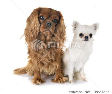 cavalier king charles and chihuahua 49546386