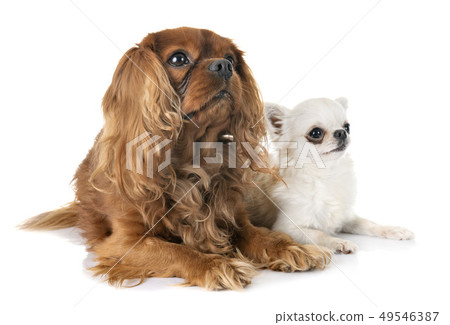 cavalier king charles and chihuahua cavalier king charles and chihuahua 49546387