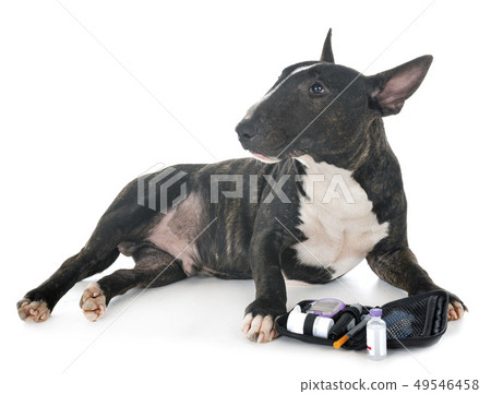 miniature bull terrier 49546458