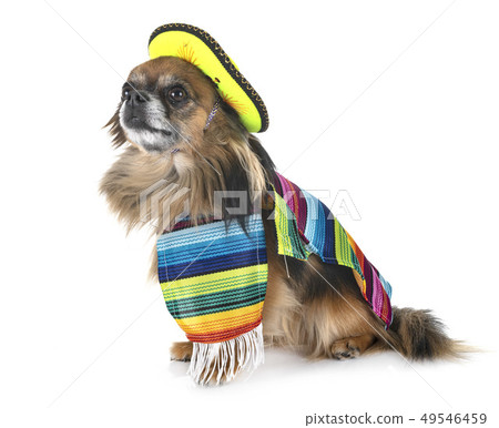 chihuahua in studio 49546459