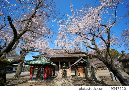 Cherry blossoms in Chiba Prefecture Cherry blossoms in Chiba Prefecture 49547220