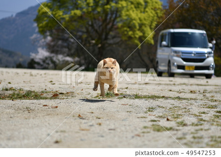 Cat, stray cat, tea tiger, charbo, male, sunny, cute, fly, flight, full power, March, run Cat, stray cat, tea tiger, charbo, male, sunny, cute, fly, flight, full power, March, run 49547253