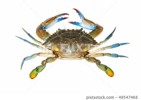 blue crab isolated on white background blue crab isolated on white background 49547468