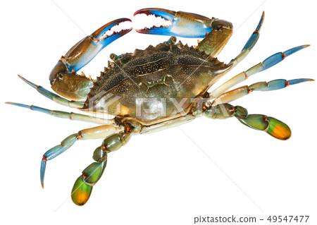 Blue Crab with white background Blue Crab with white background 49547477